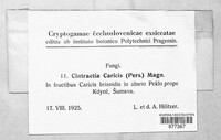 Anthracoidea caricis image